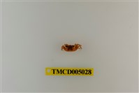 藏品(斯氏沙蟹)的圖片